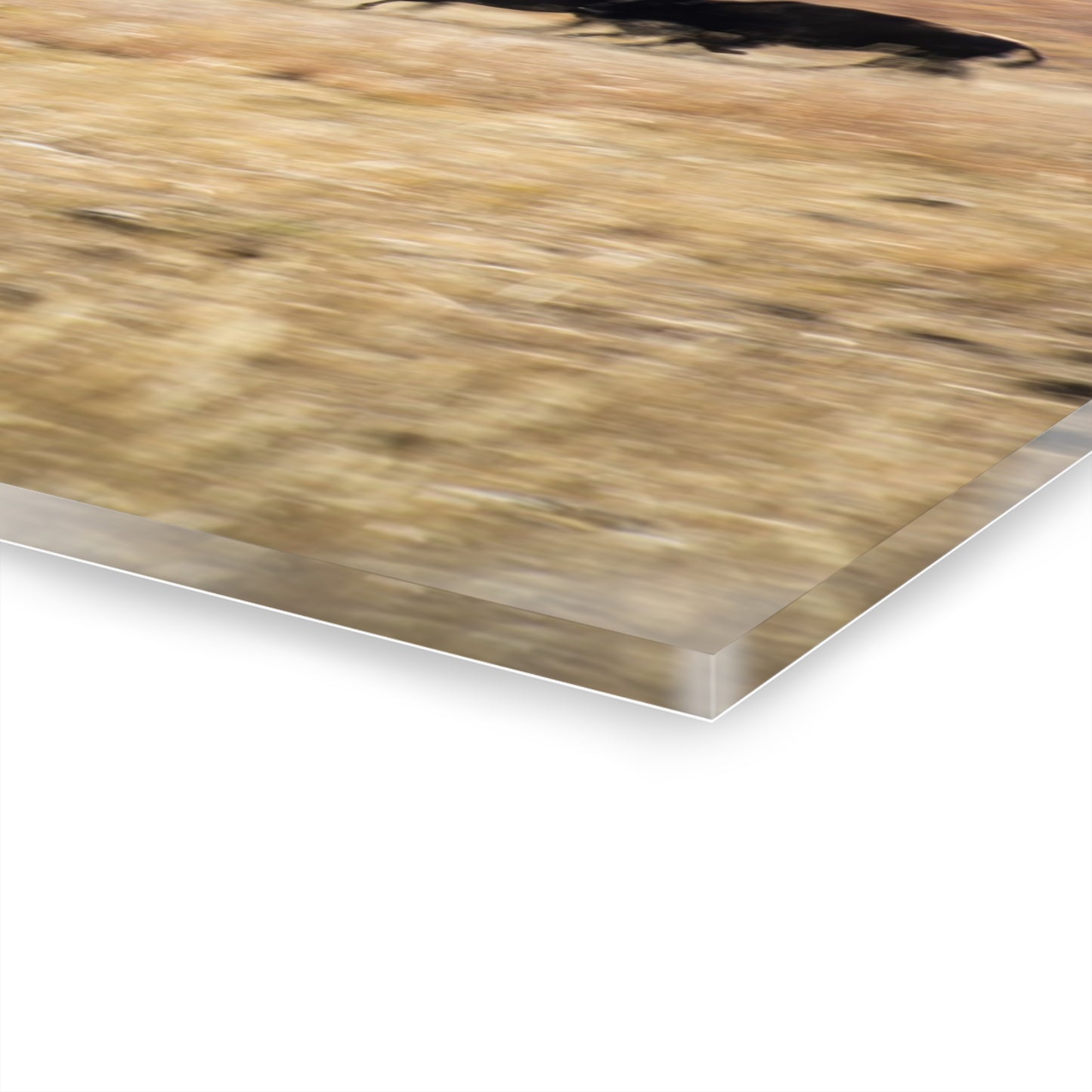 Beginning Buffalo Herd Acrylic