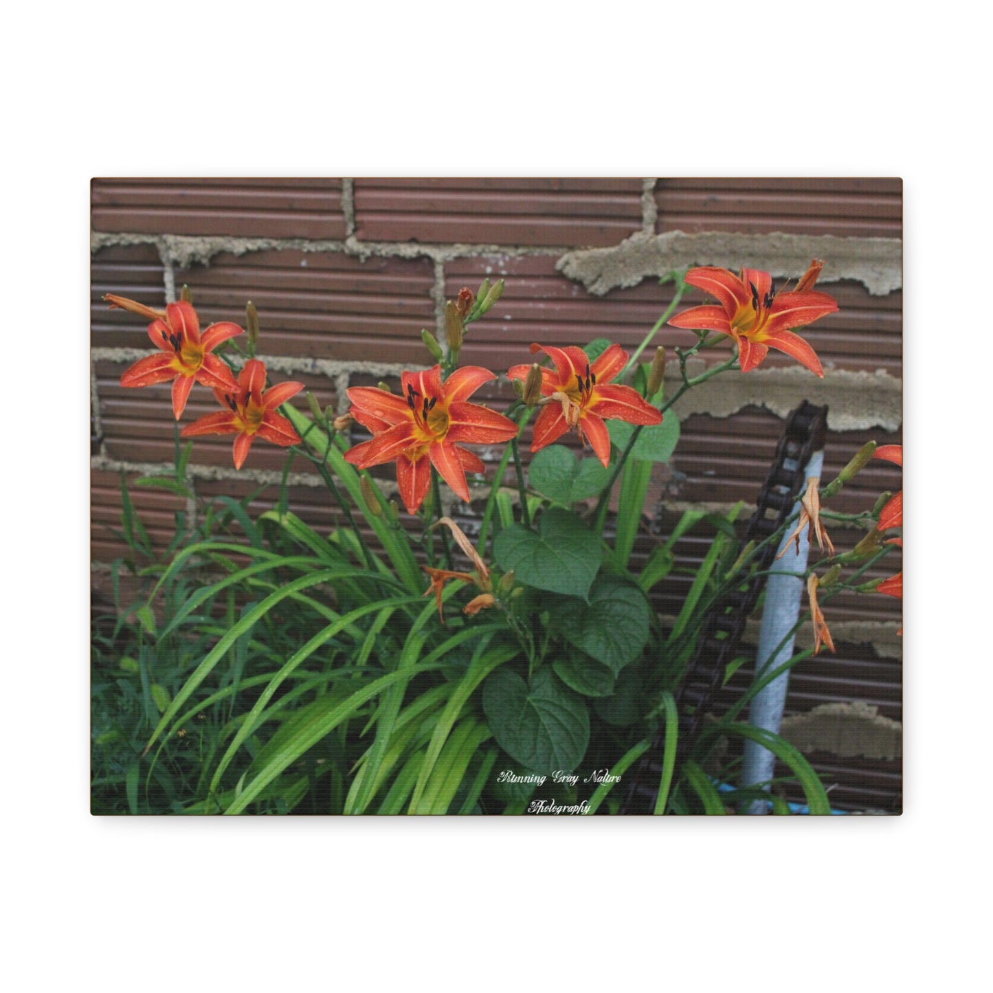 Orange Tiger Day Lily Matte Canvas, Stretched, 1.25"