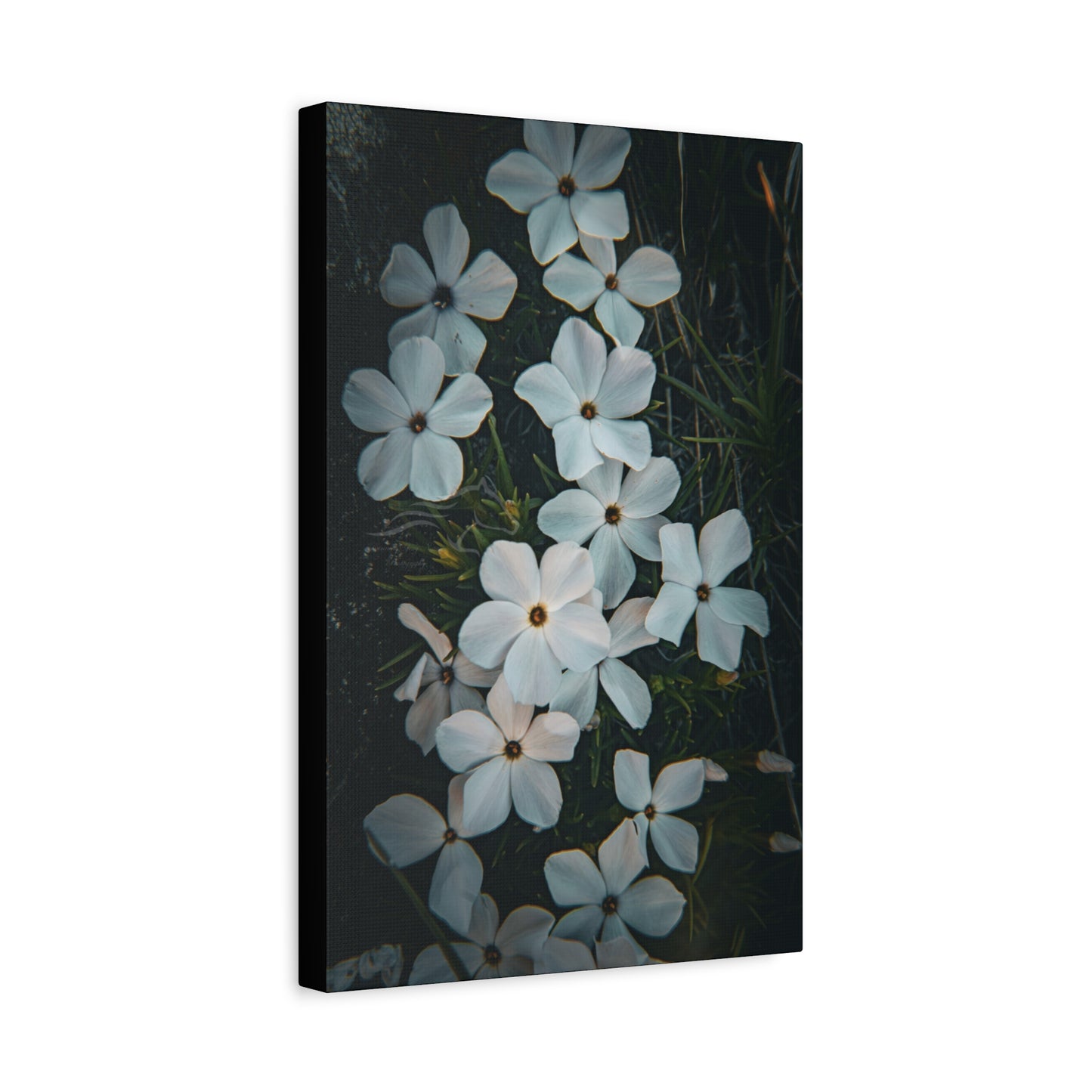 Rock Jasmine Canvas
