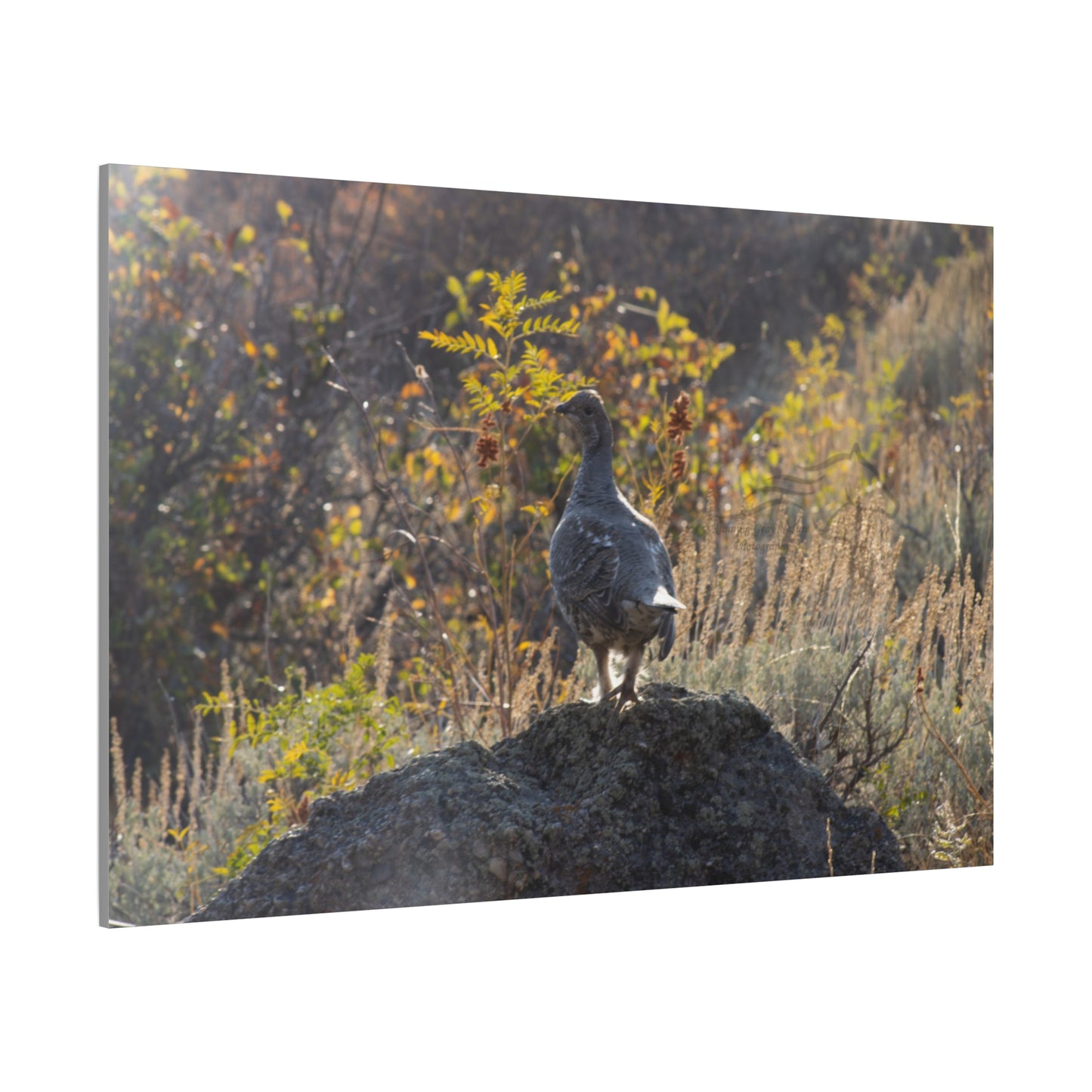 Wyoming Sage Grouse Canvas