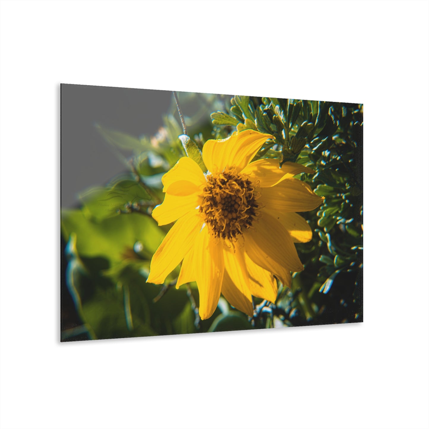 Arrowleaf Balsamroot Acrylic