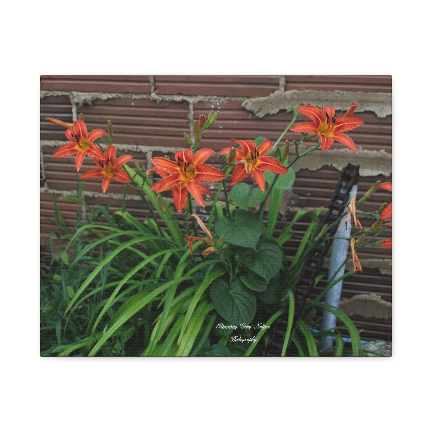 Orange Tiger Day Lily Matte Canvas, Stretched, 1.25"