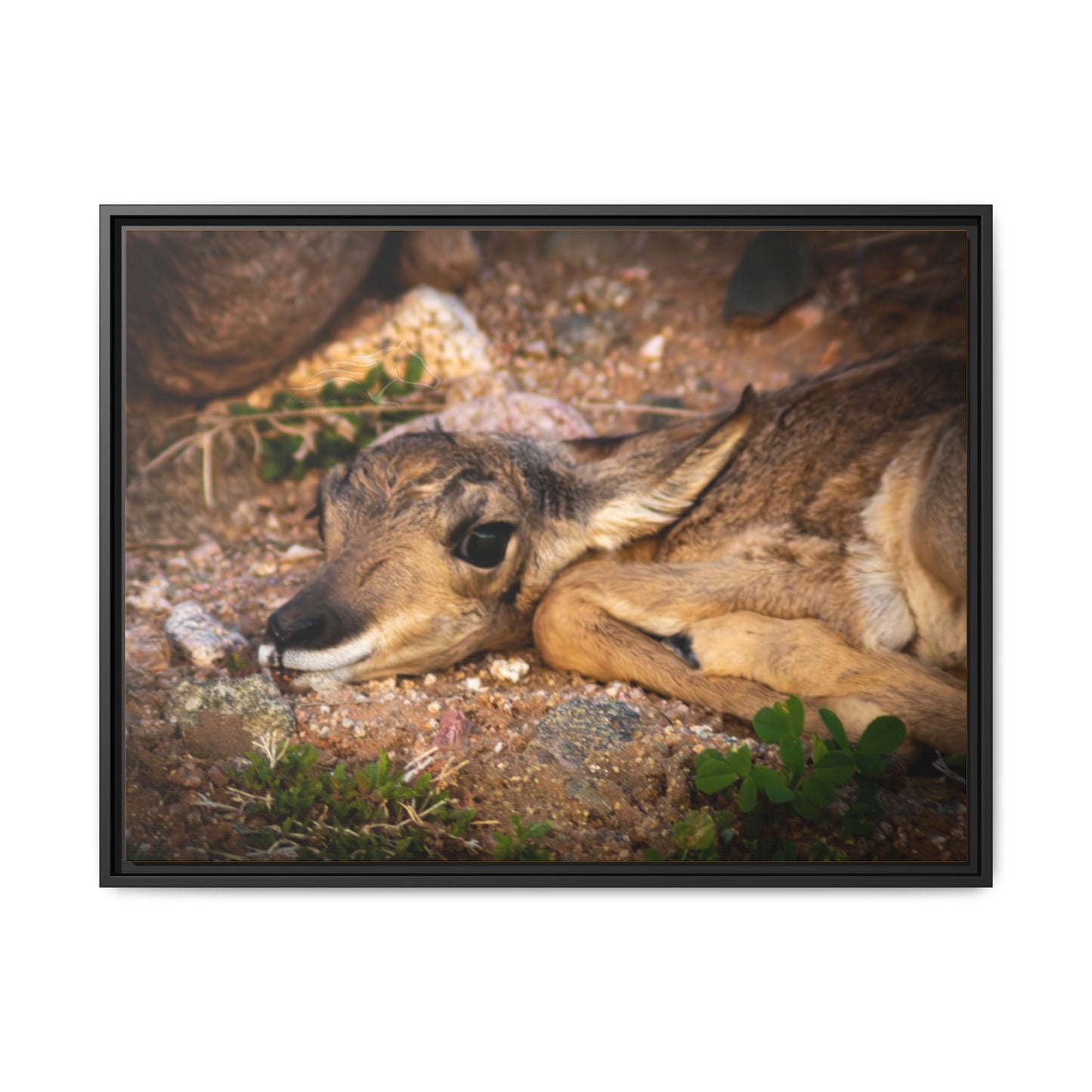 Baby Antelope Framed Canvas