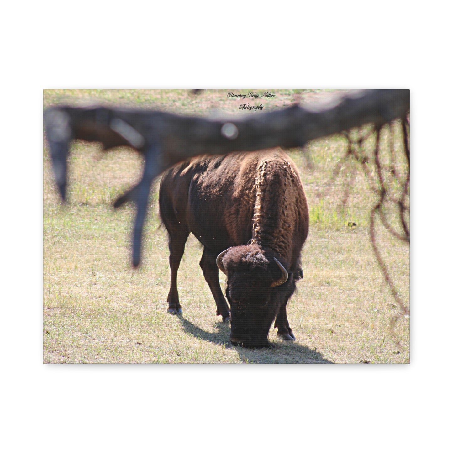 Buffalo Matte Canvas, Stretched, 1.25"