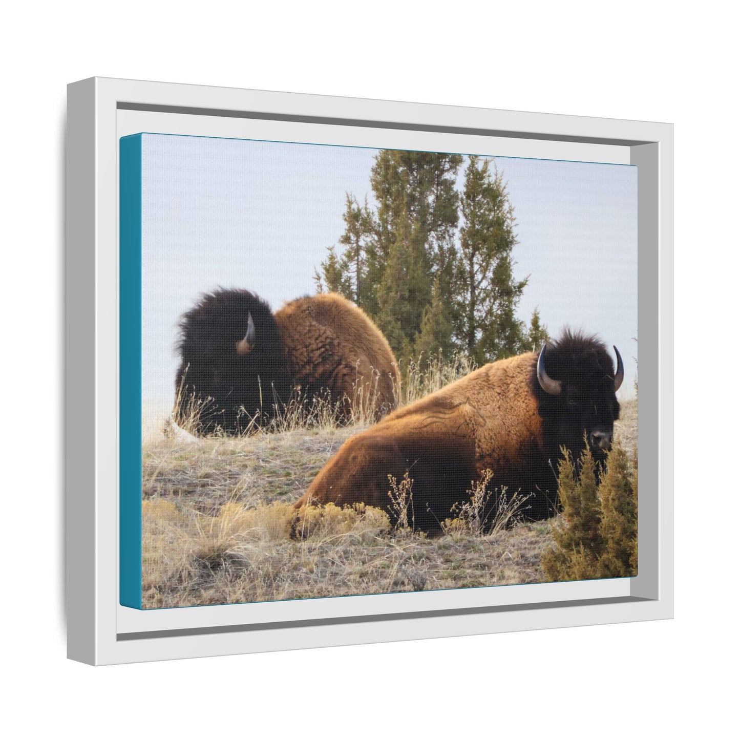 Two Bull Buffalo Framed Canvas