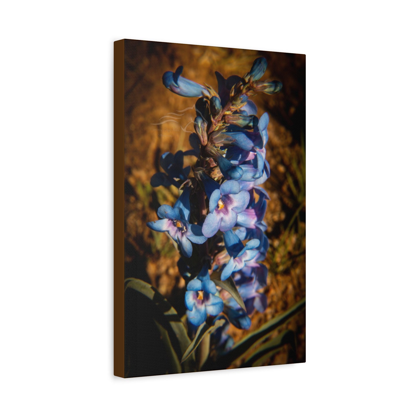 Showy Penstemon Canvas