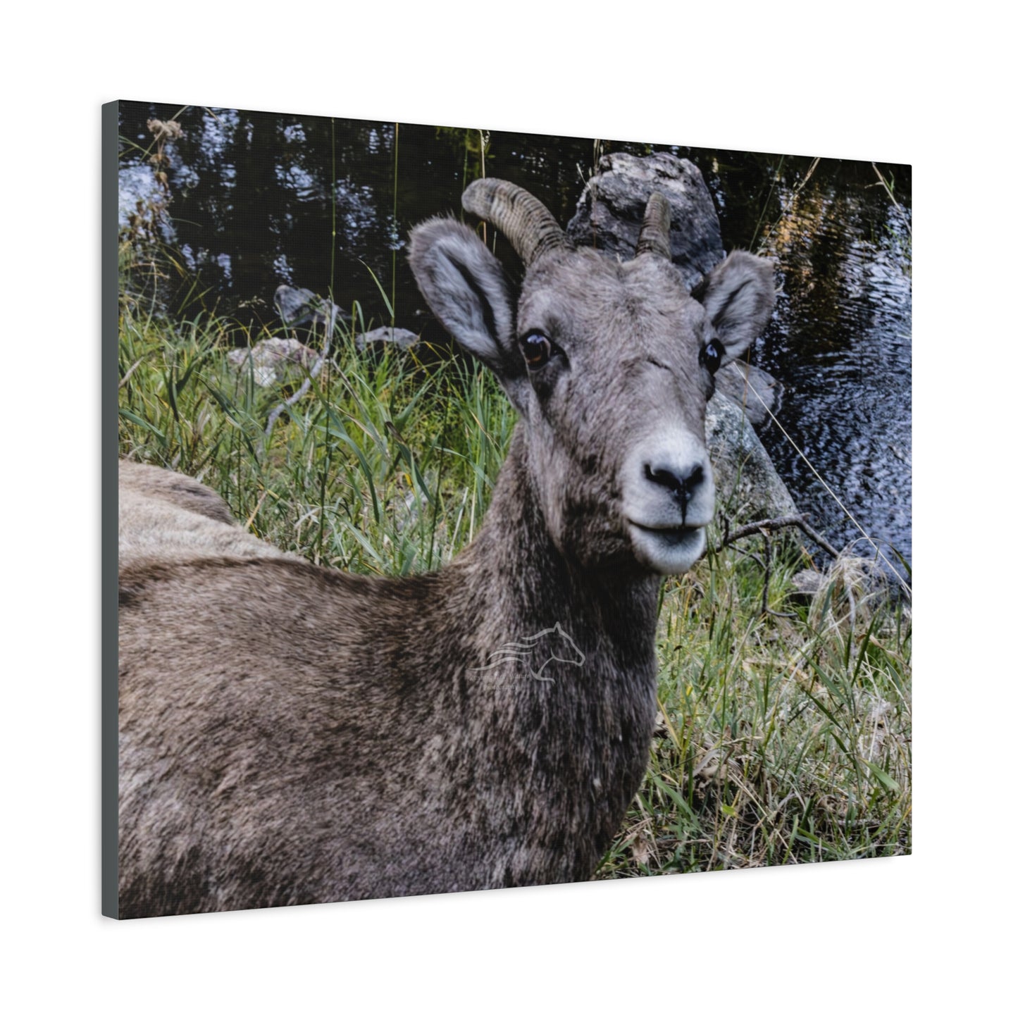 Big Horn Sheep Canvas