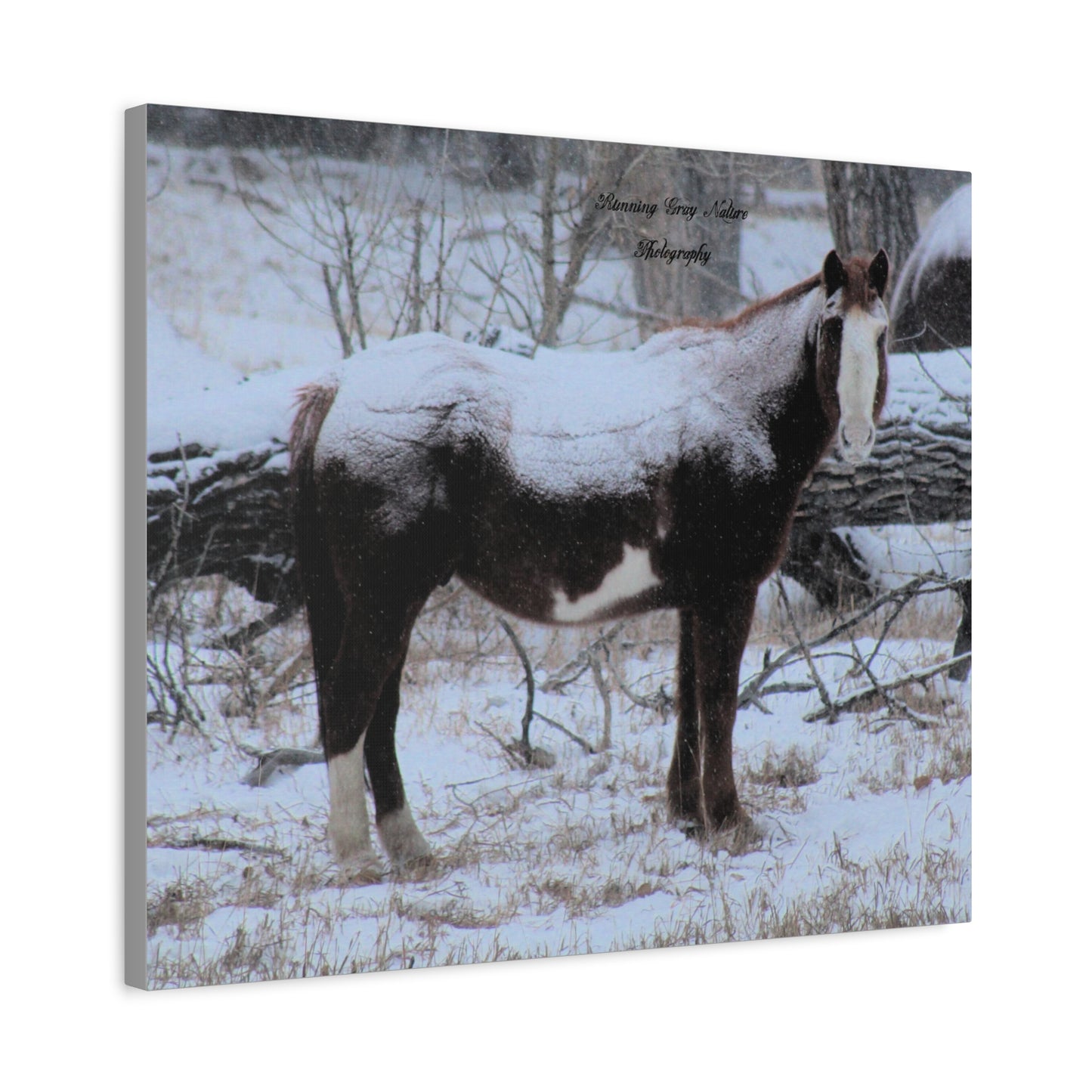 Snow Blanket Horse Matte Canvas, Stretched, 1.25"