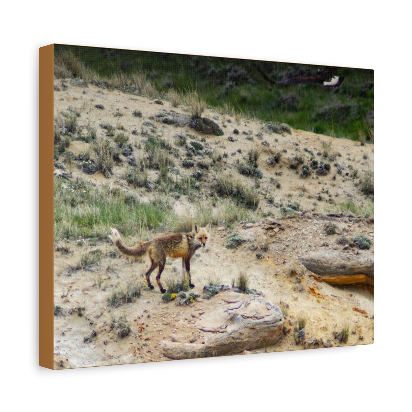 Swift fox and an Eagle