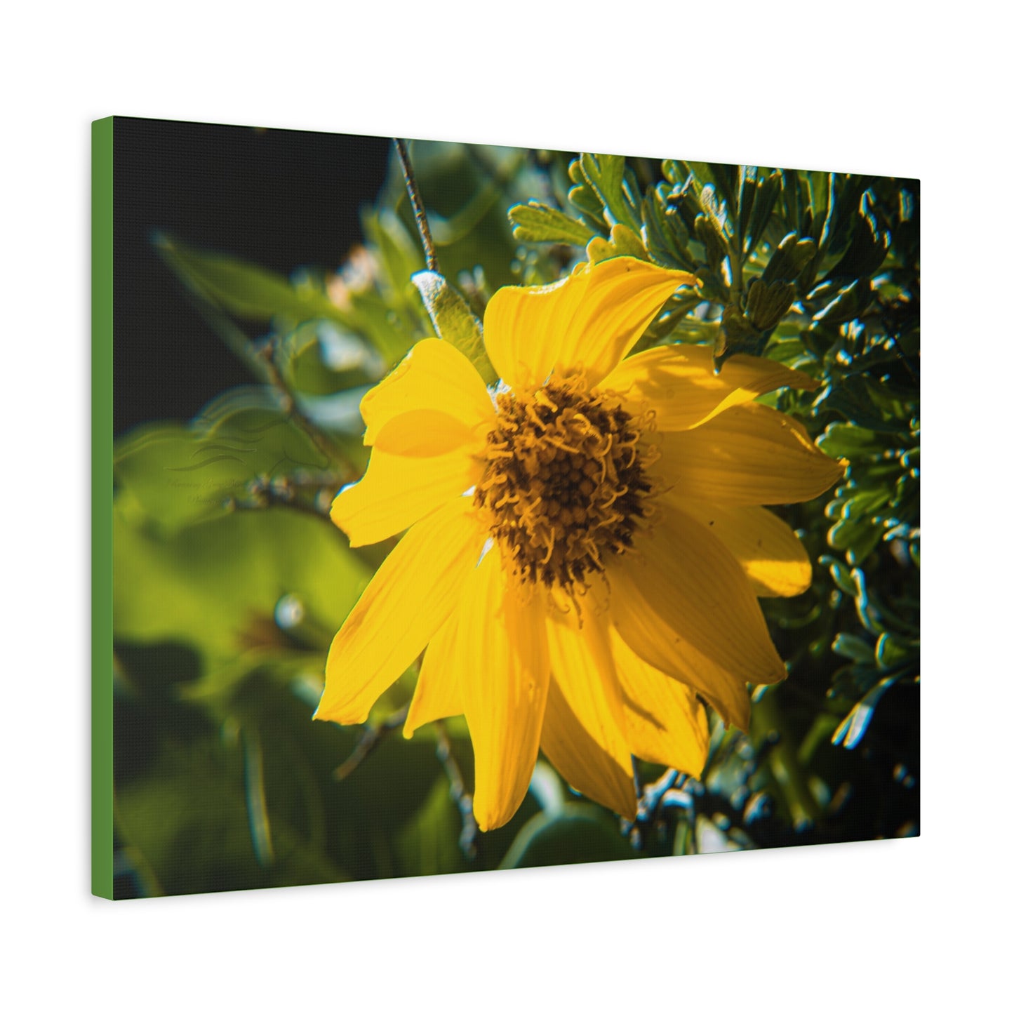 Arrowleaf Balsamroot Canvas