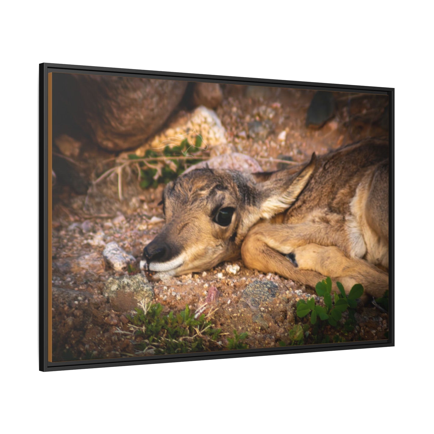 Baby Antelope Framed Canvas