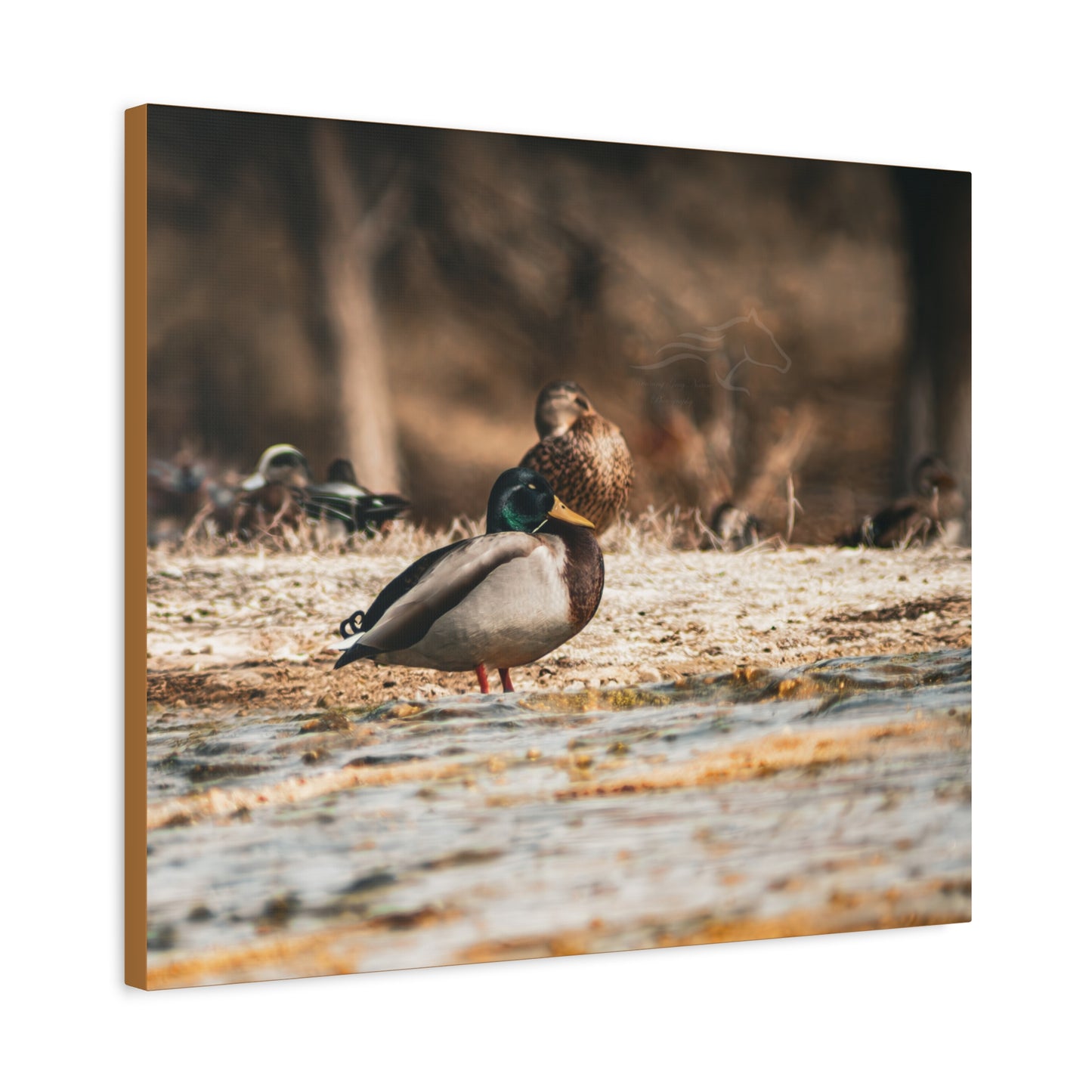 Nature-Inspired Duck Canvas