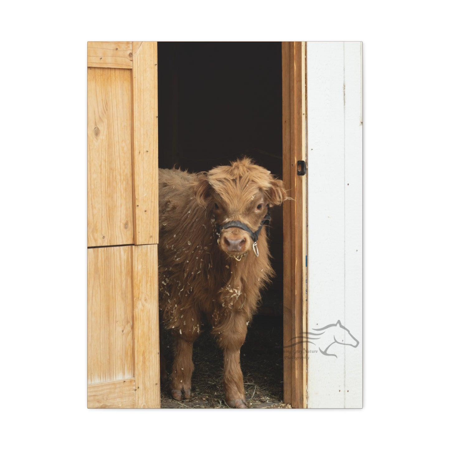 Little Highlander Canvas