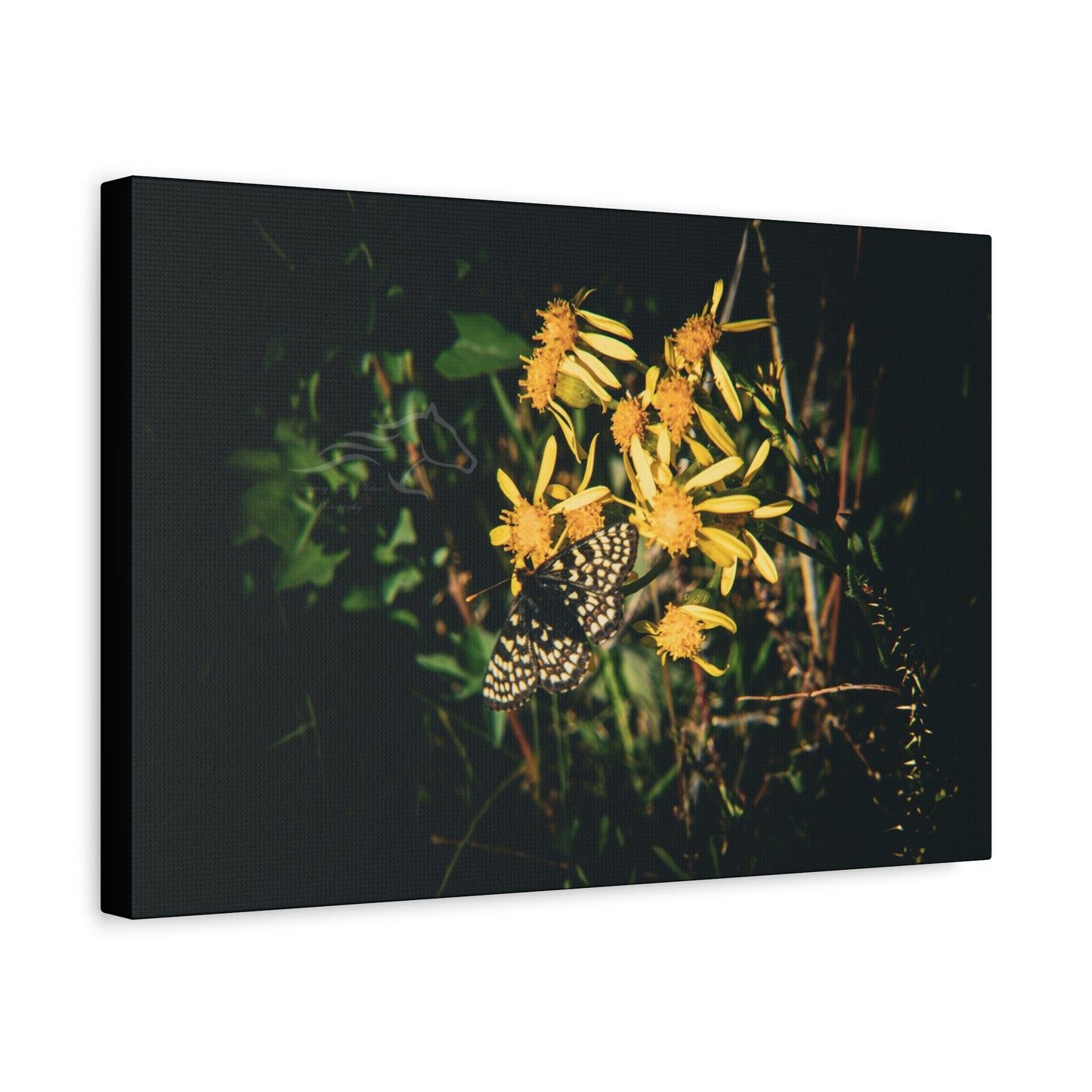 Checkerspot Butterfly Canvas