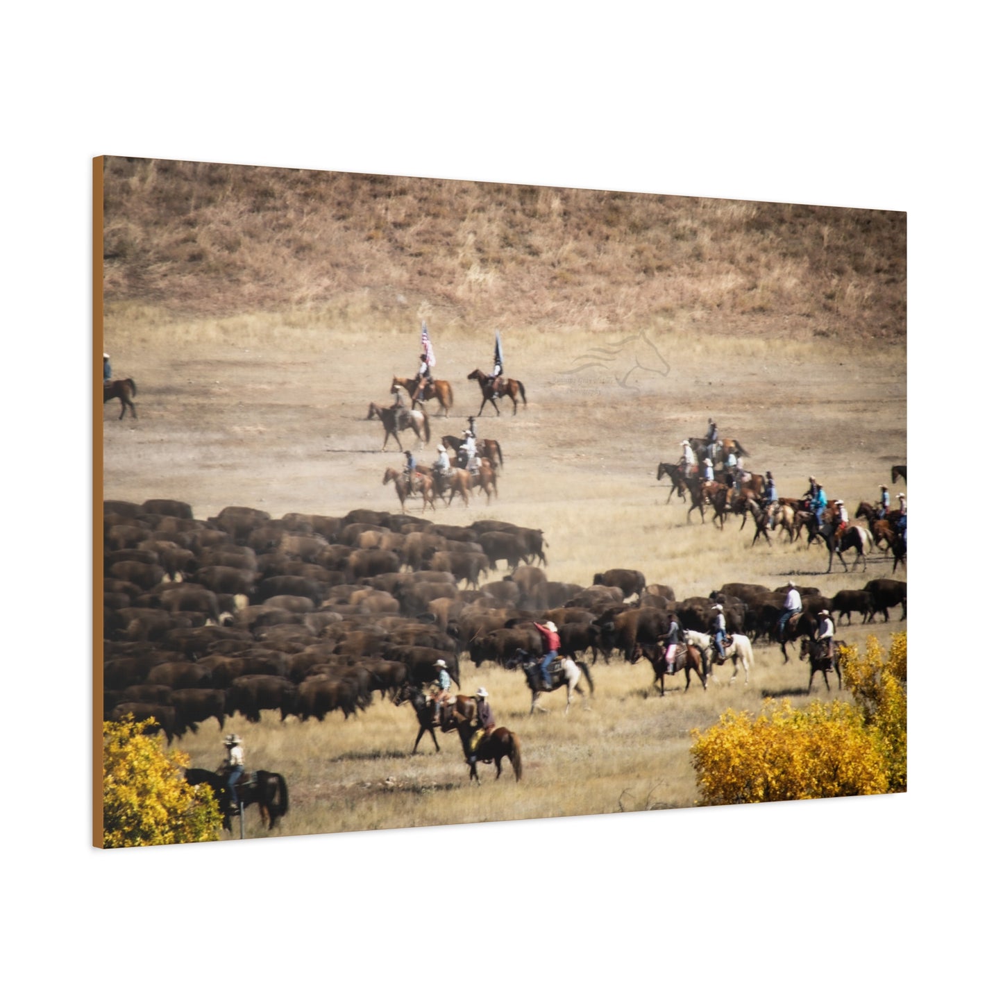 Cowboys and Buffalos Canvas