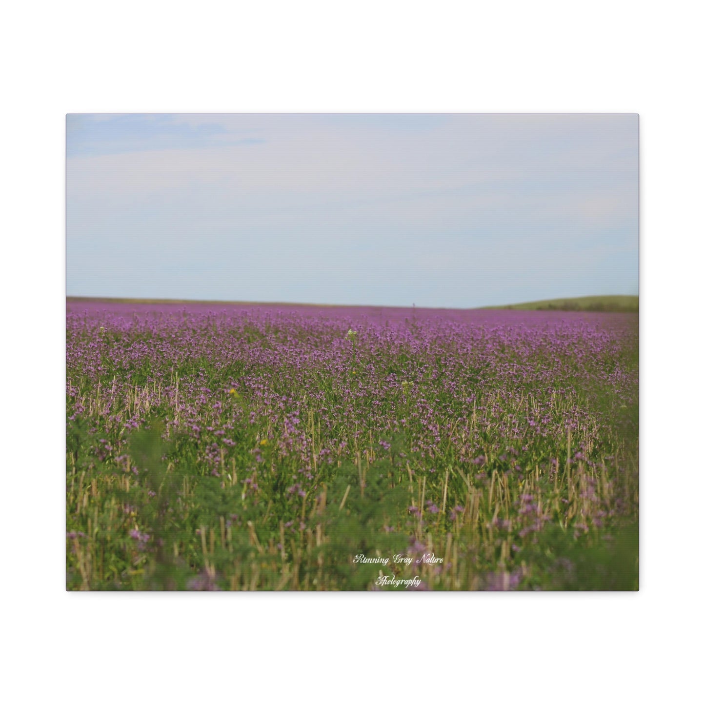 Purple Dead Nettle Field Matte Canvas, Stretched, 1.25"