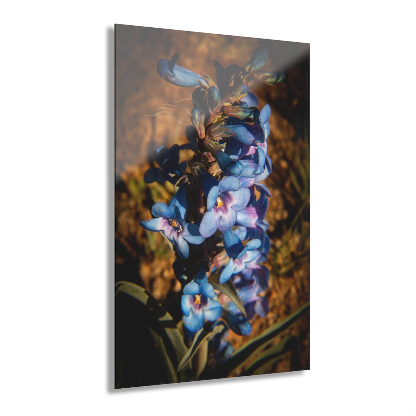 Showy Penstemon Acrylic