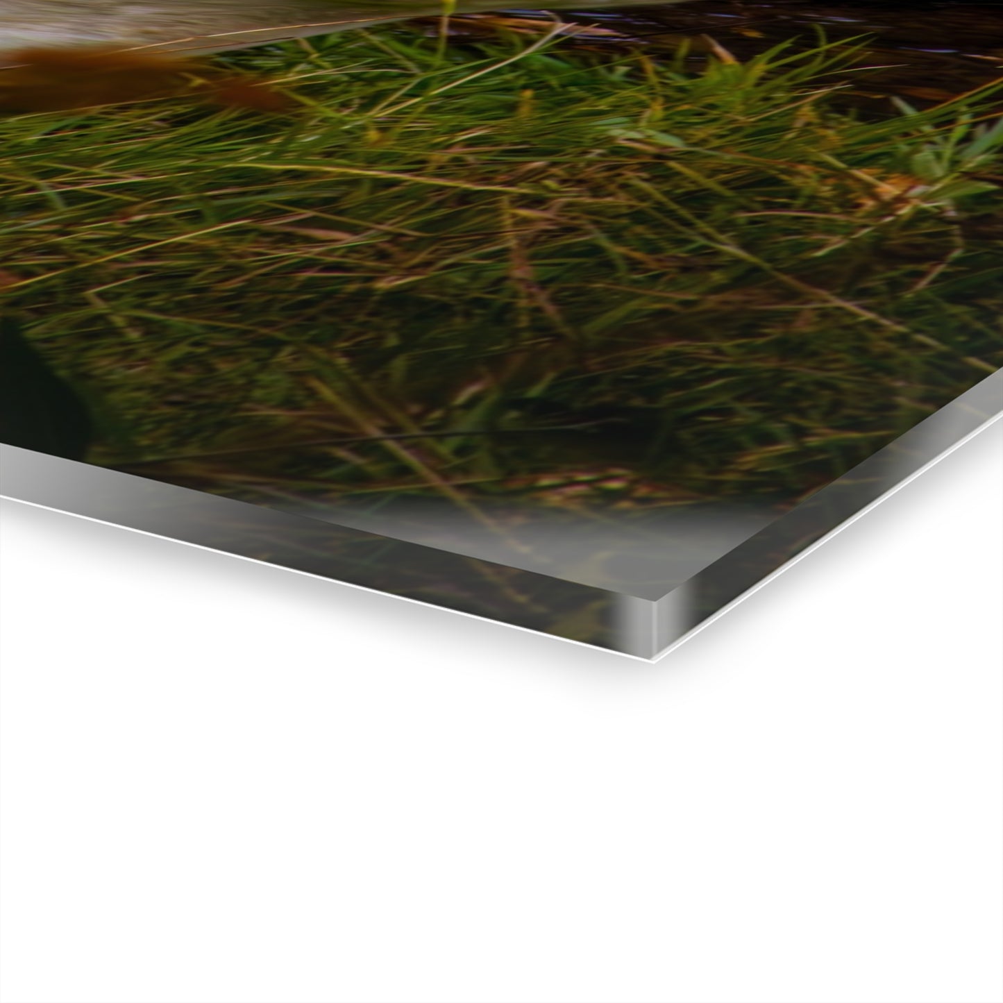 Mountain Goat Acrylic