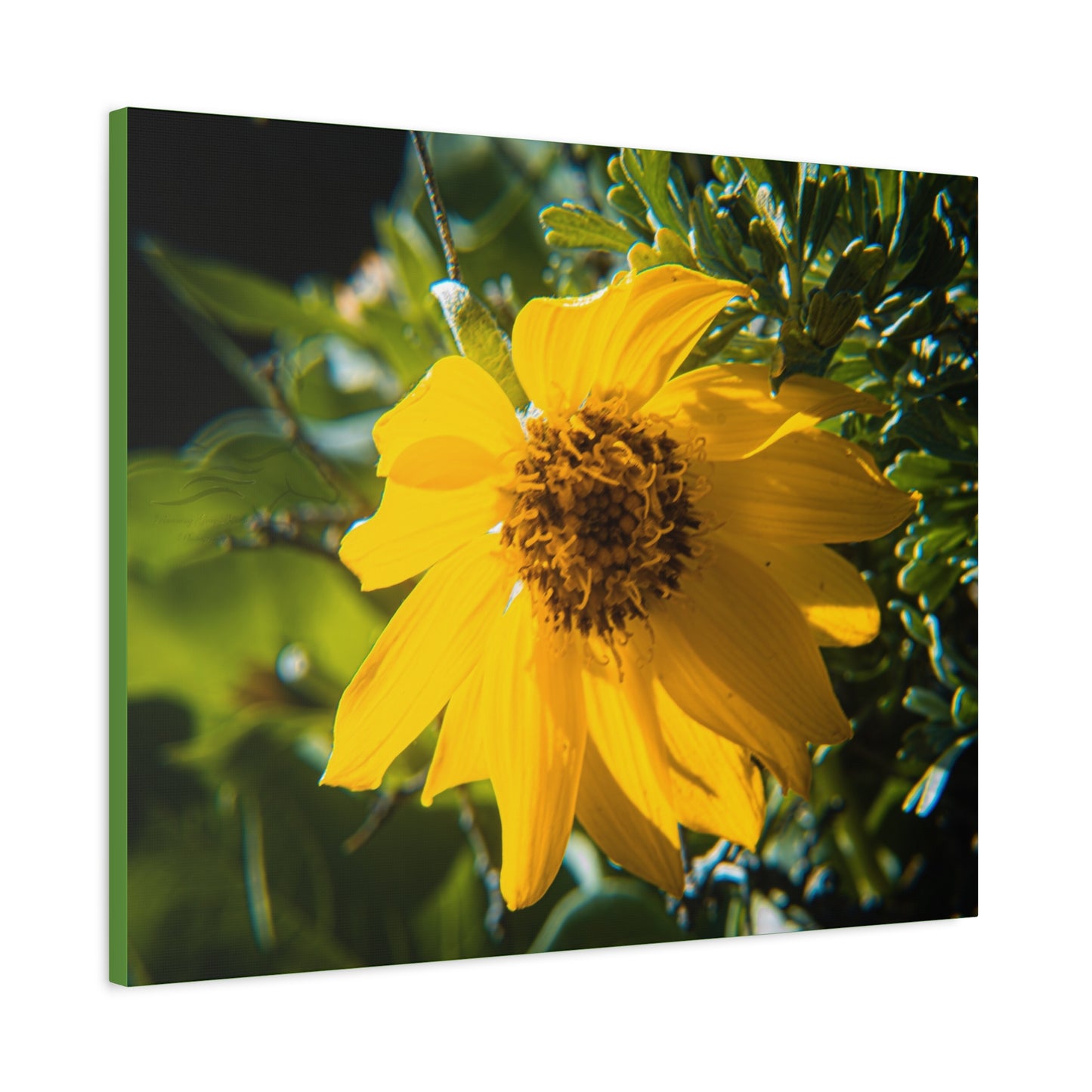 Arrowleaf Balsamroot Canvas
