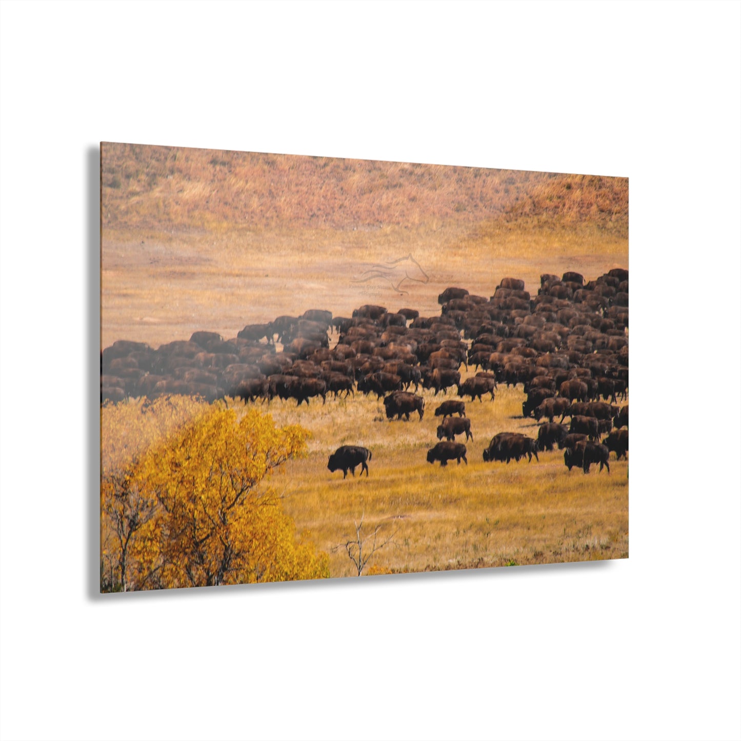 Buffalo all Gathered Acrylic
