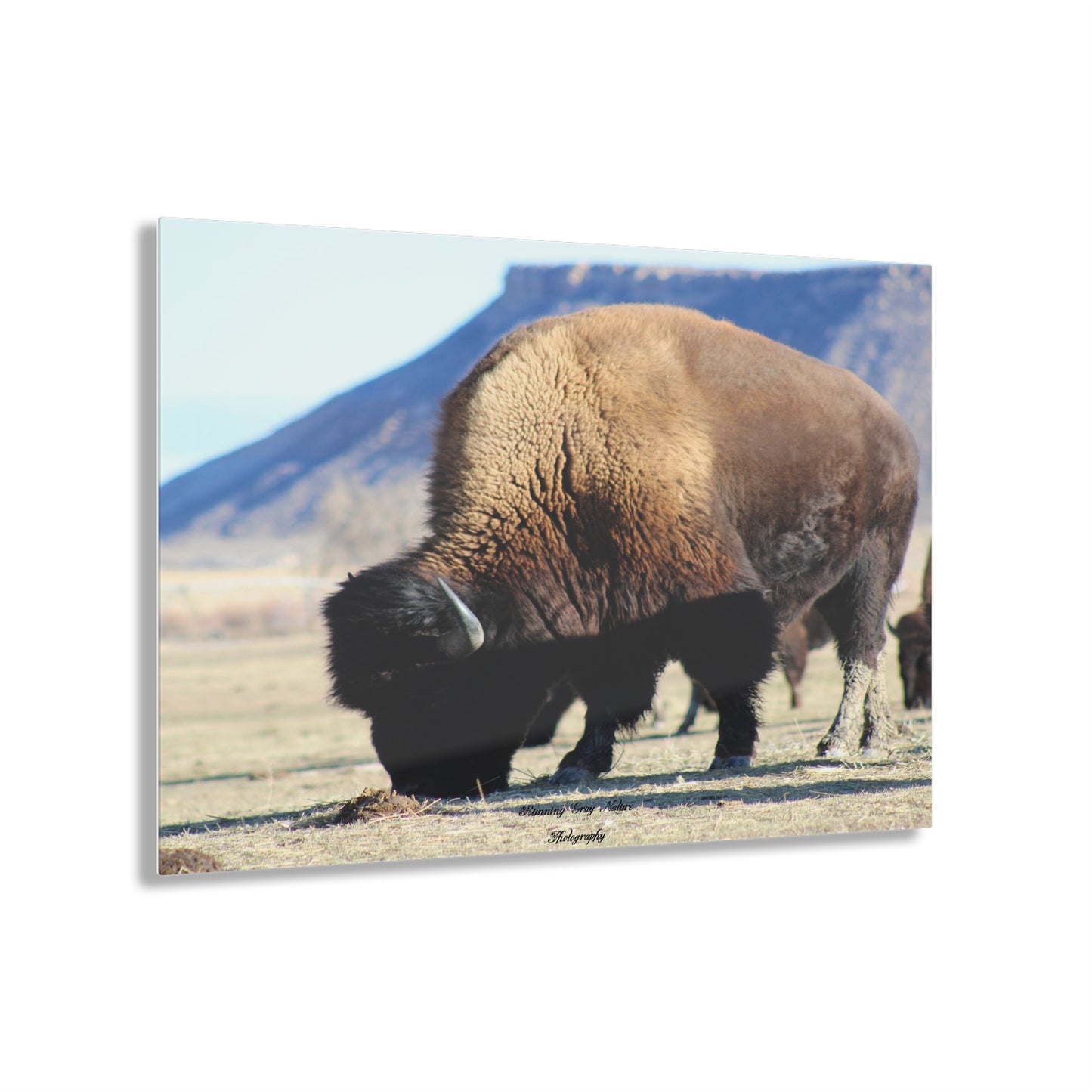 Big Daddy Buffalo Acrylic Prints