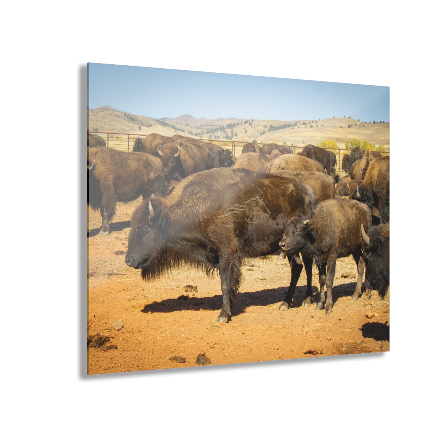 Momma and Baby Buffalo Acrylic