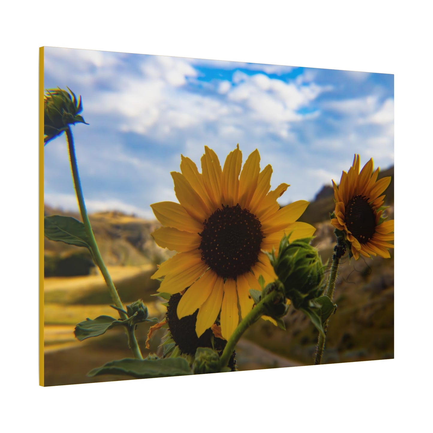 Sunflower Canvas