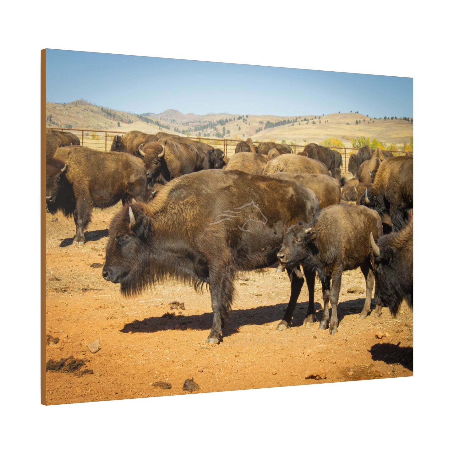 Momma and Baby Buffalo Canvas
