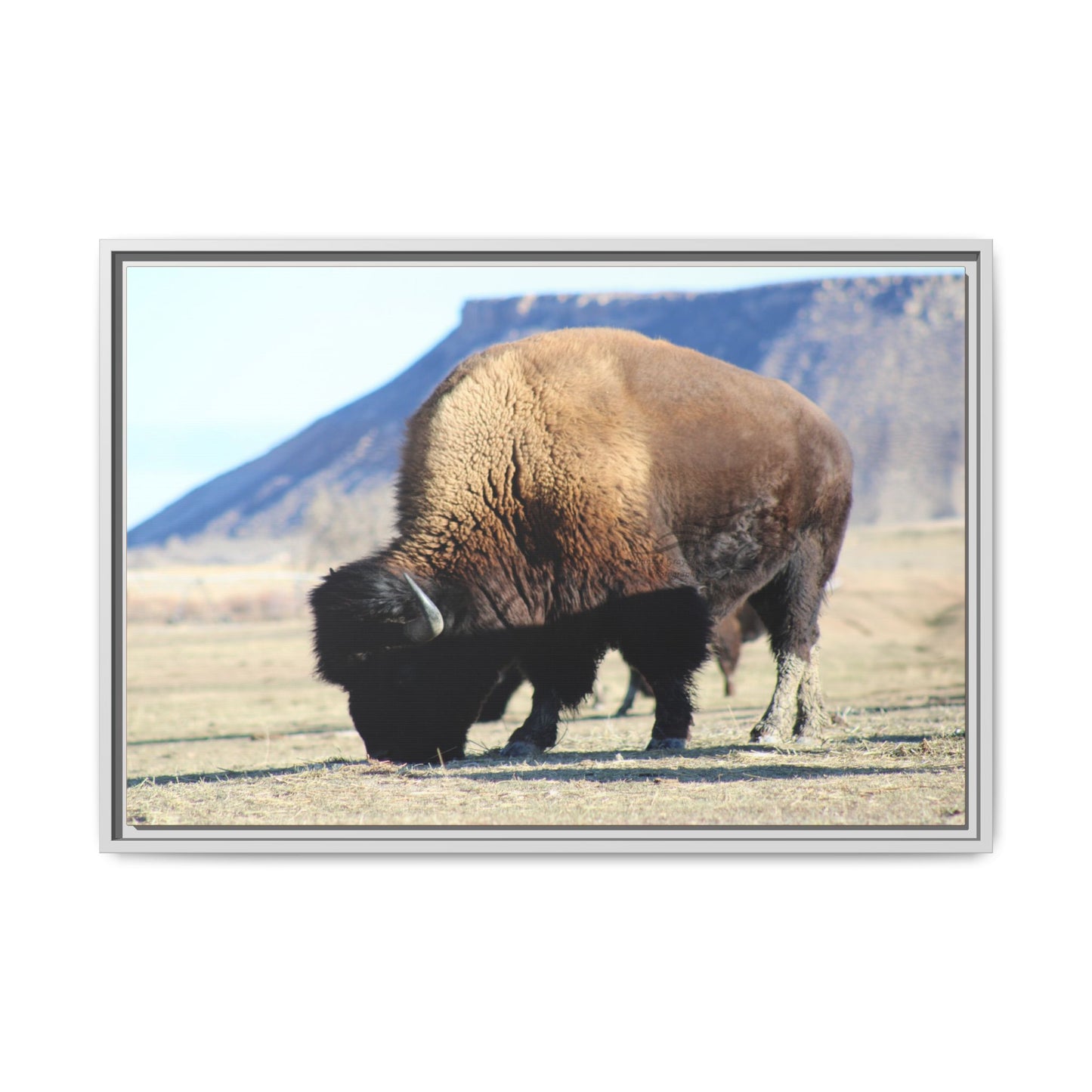 Big Daddy Buffalo Framed Canvas