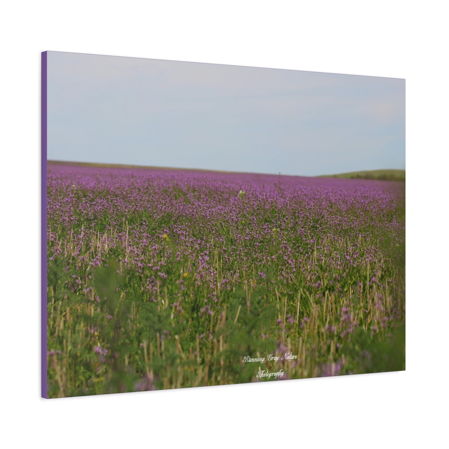 Purple Dead Nettle Field Matte Canvas, Stretched, 1.25"