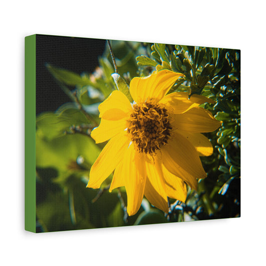 Arrowleaf Balsamroot Canvas