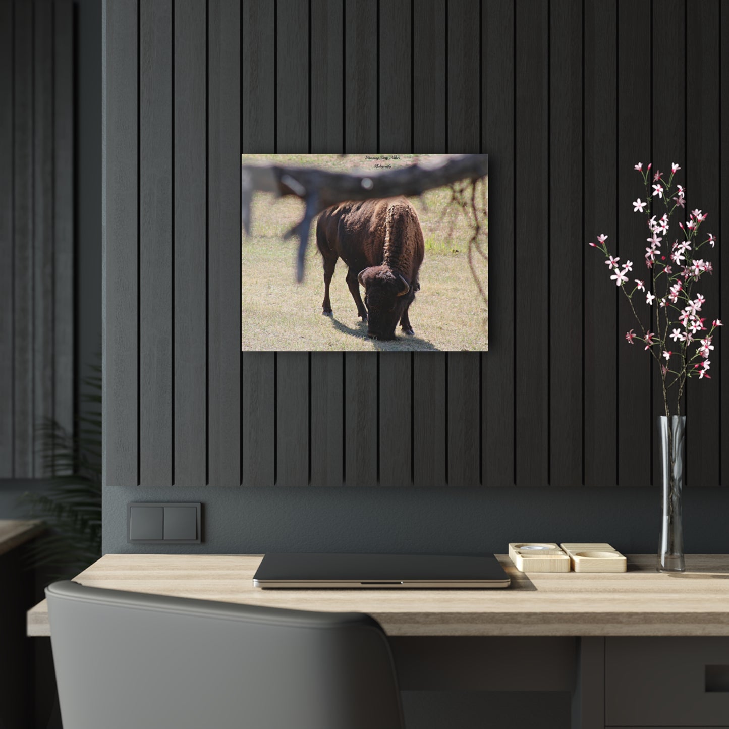 Buffalo Acrylic Prints