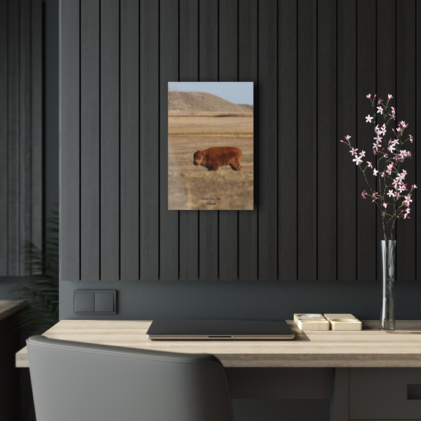 Baby Buffalo Acrylic Prints