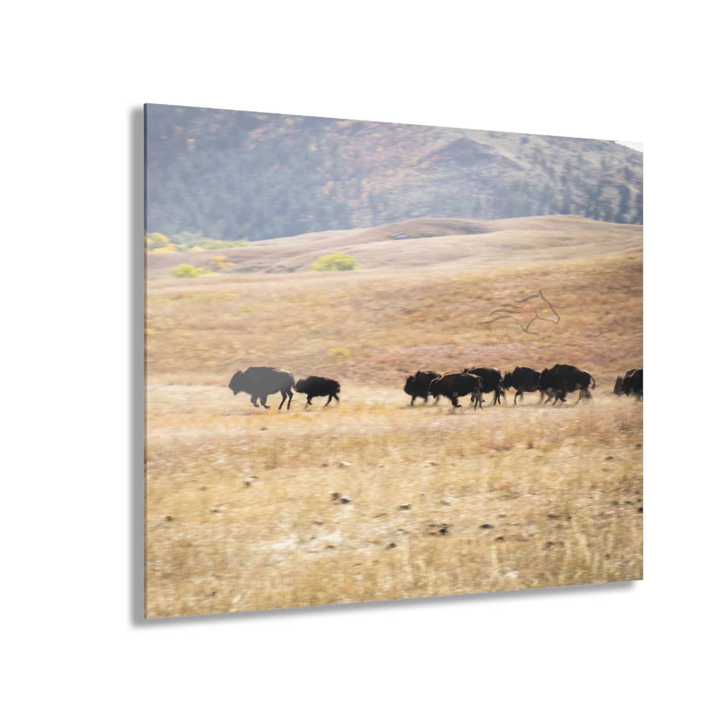 Beginning Buffalo Herd Acrylic