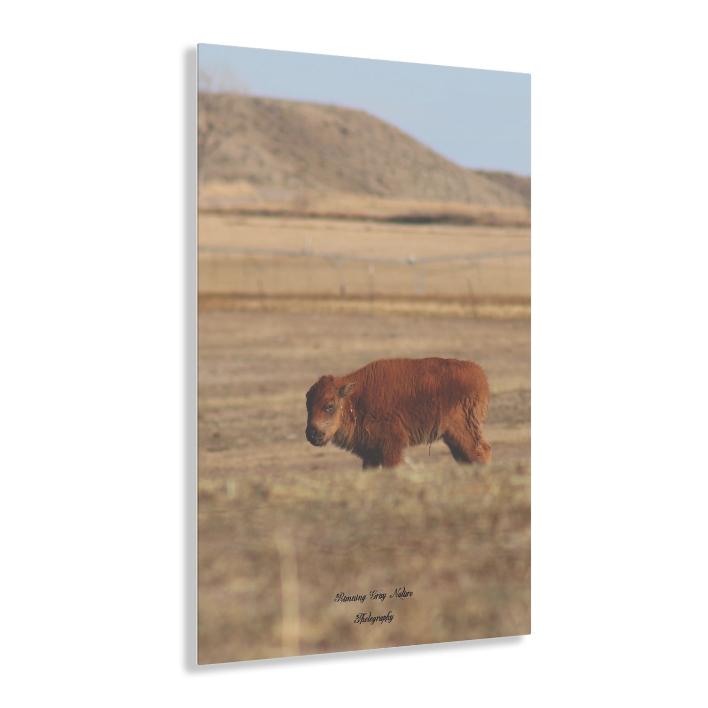 Baby Buffalo Acrylic Prints