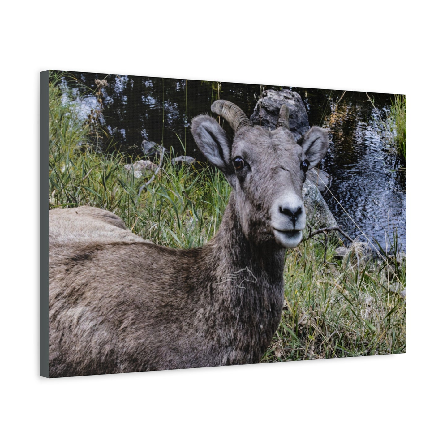 Big Horn Sheep Canvas
