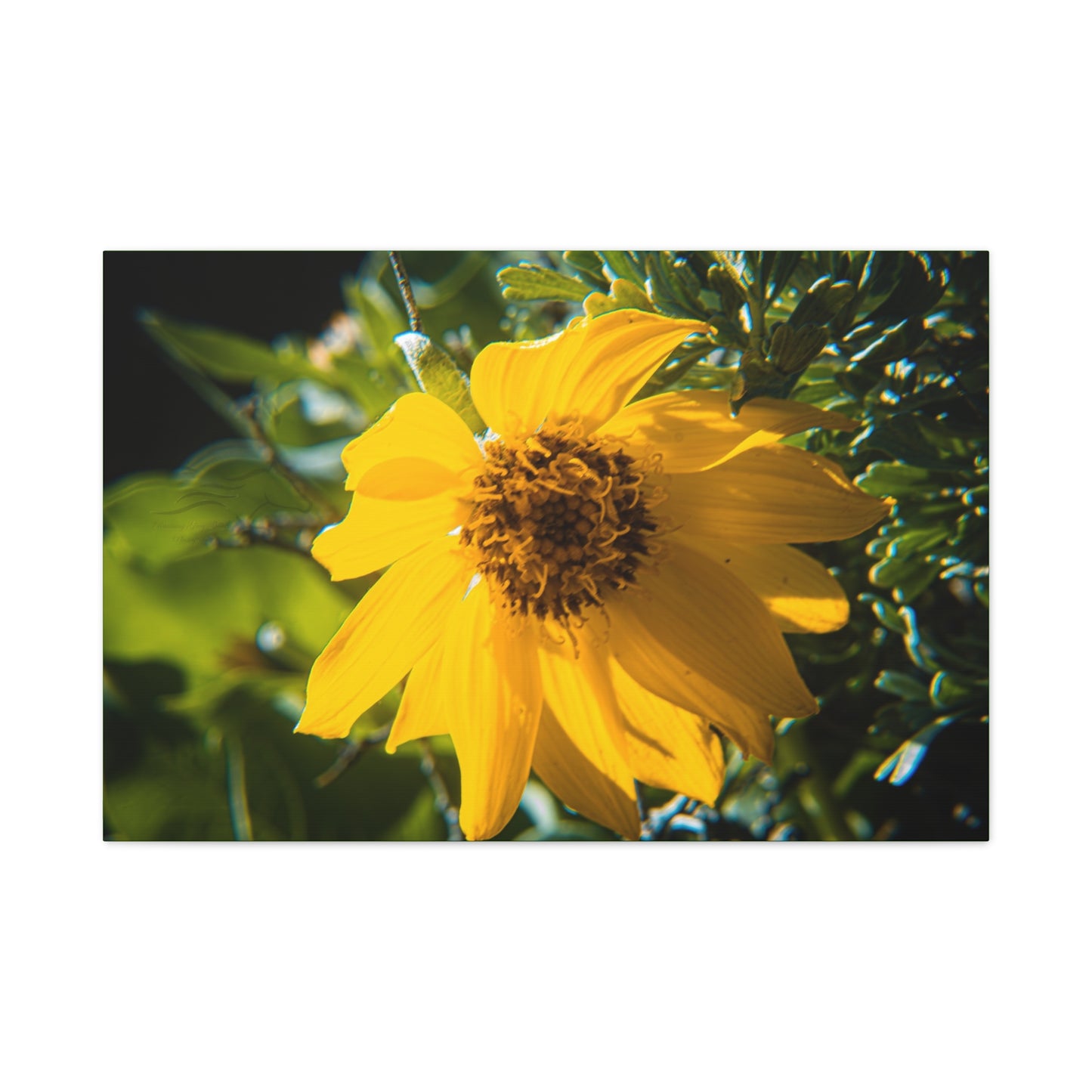 Arrowleaf Balsamroot Canvas