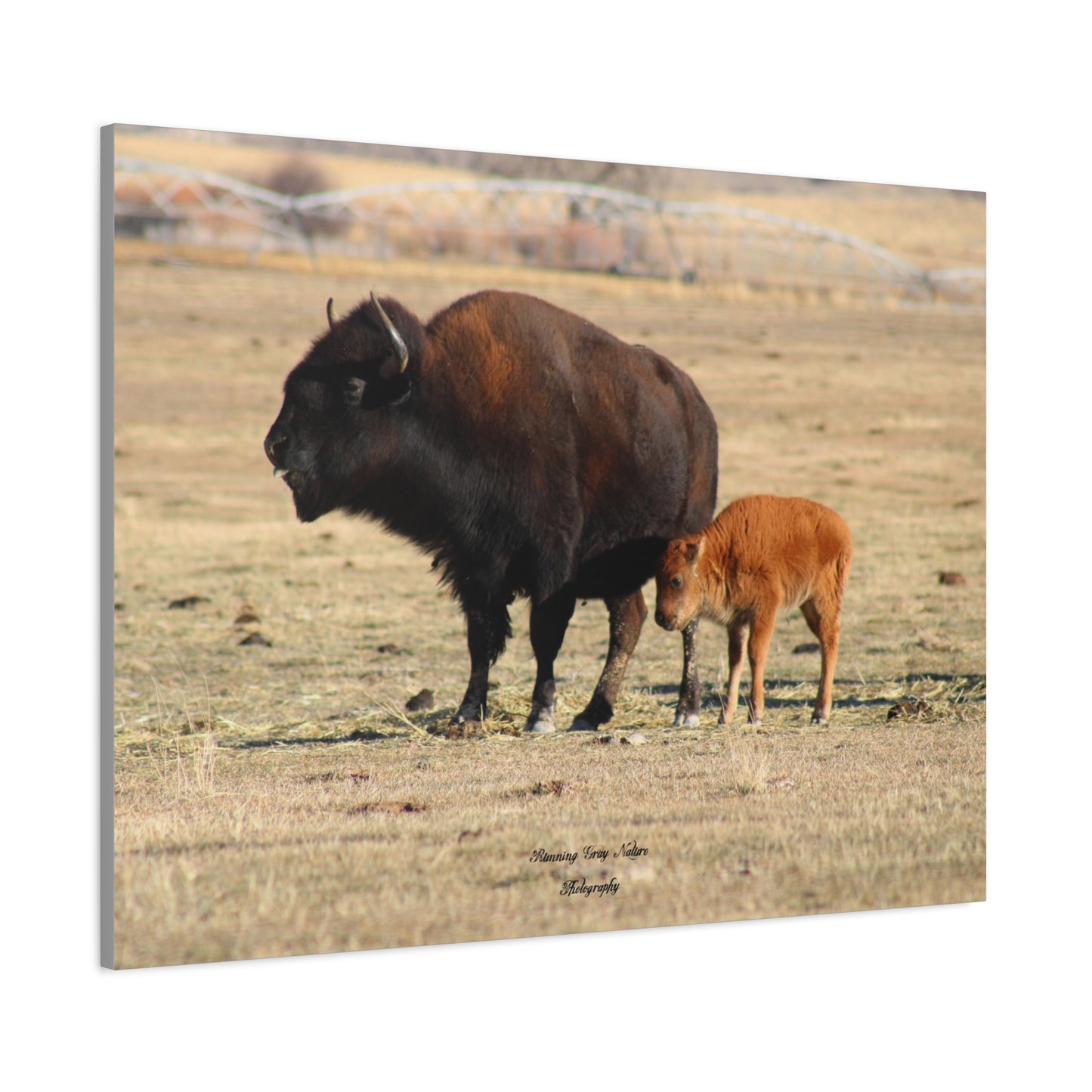 Momma and Baby Buffalo Matte Canvas, Stretched, 1.25"