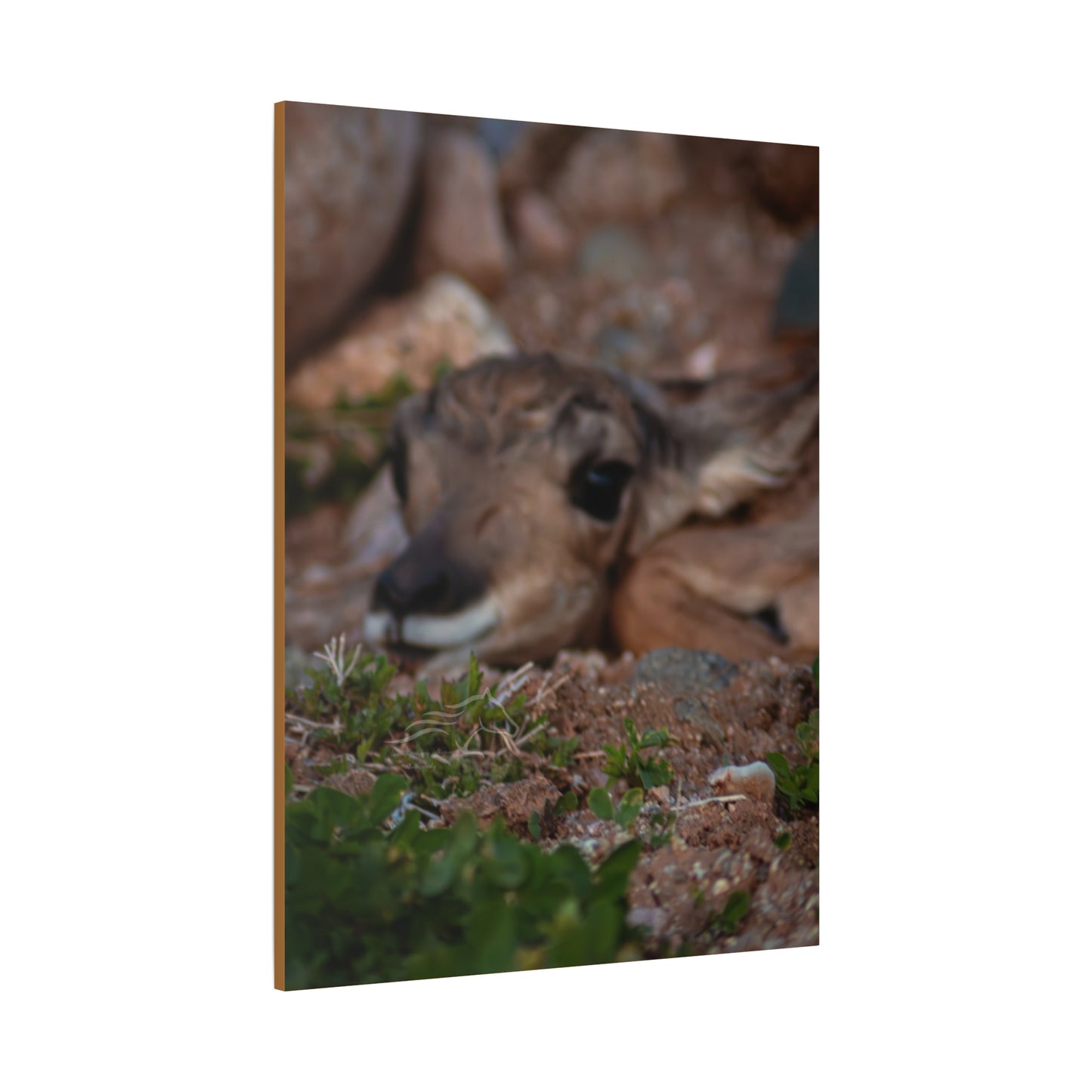 Gentle Antelope Fawn Canvas