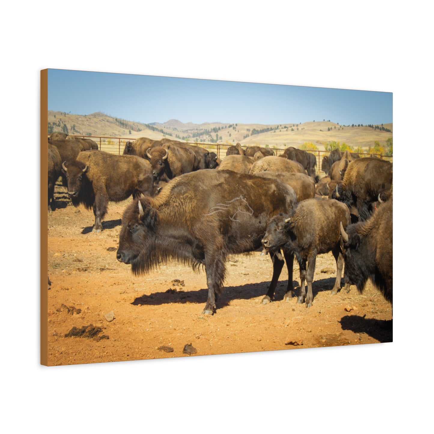Momma and Baby Buffalo Canvas