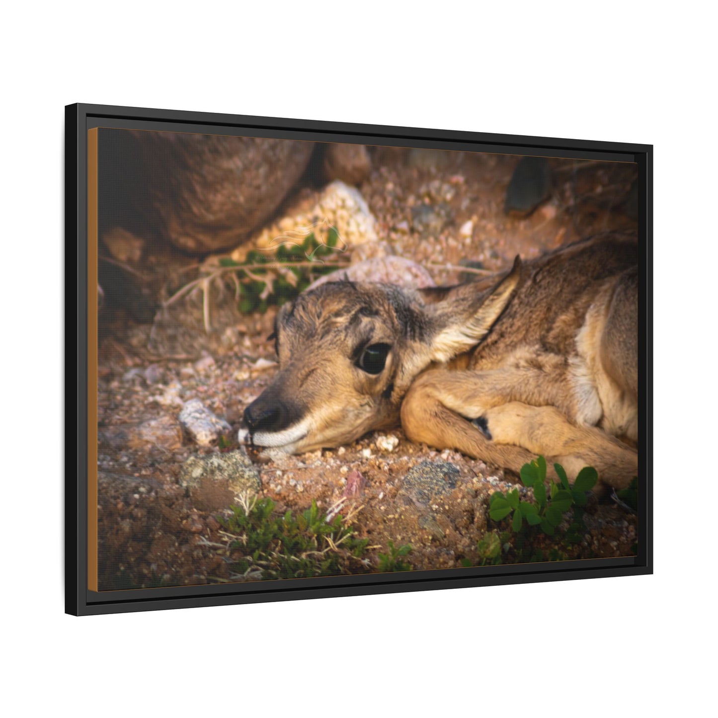 Baby Antelope Framed Canvas