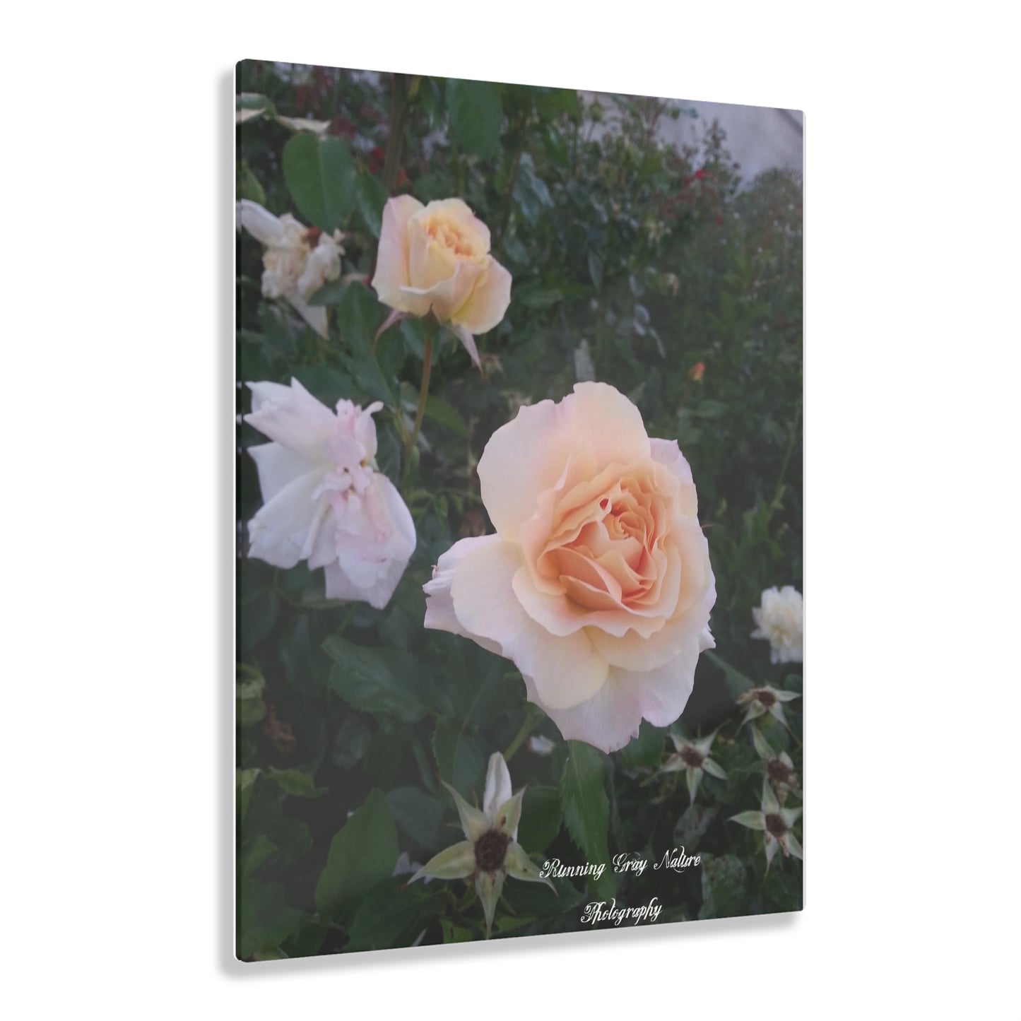 White Roses Acrylic Prints