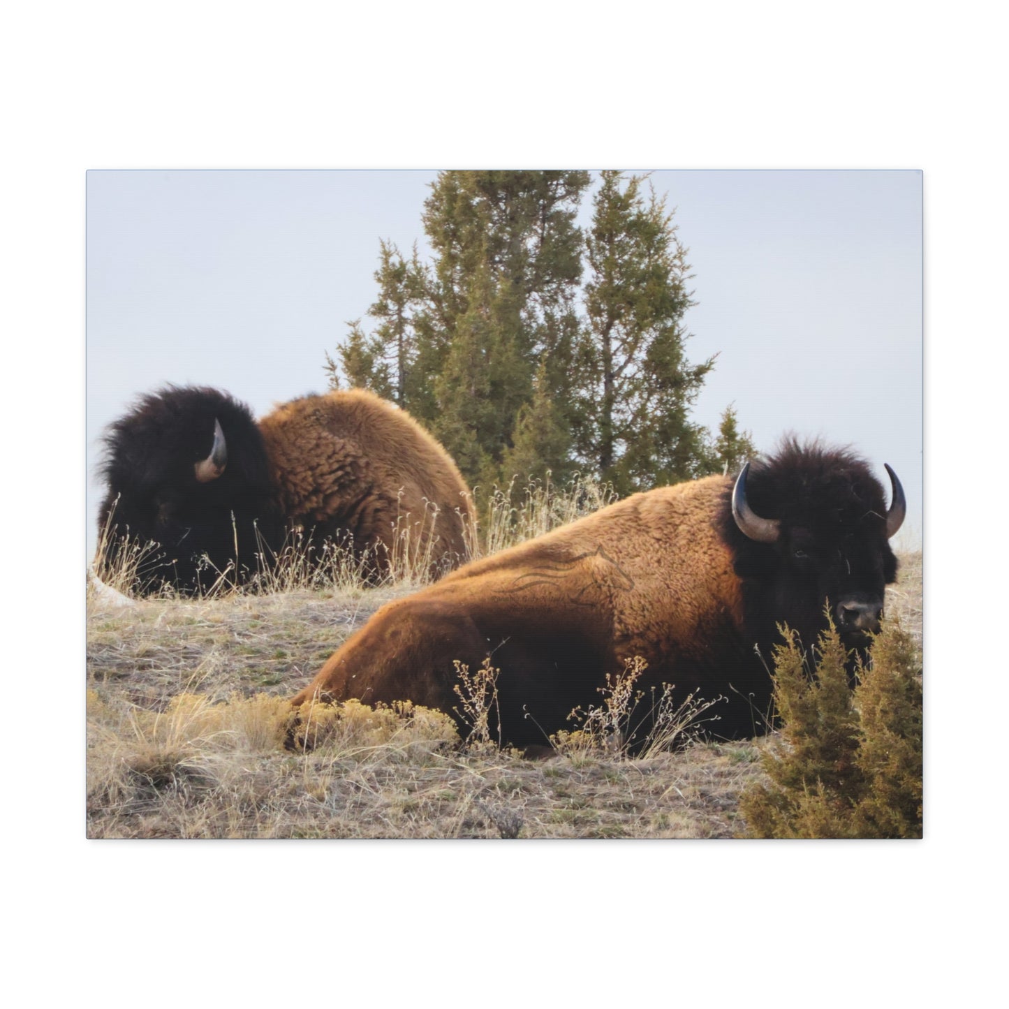 Two Bull Buffalo Canvas
