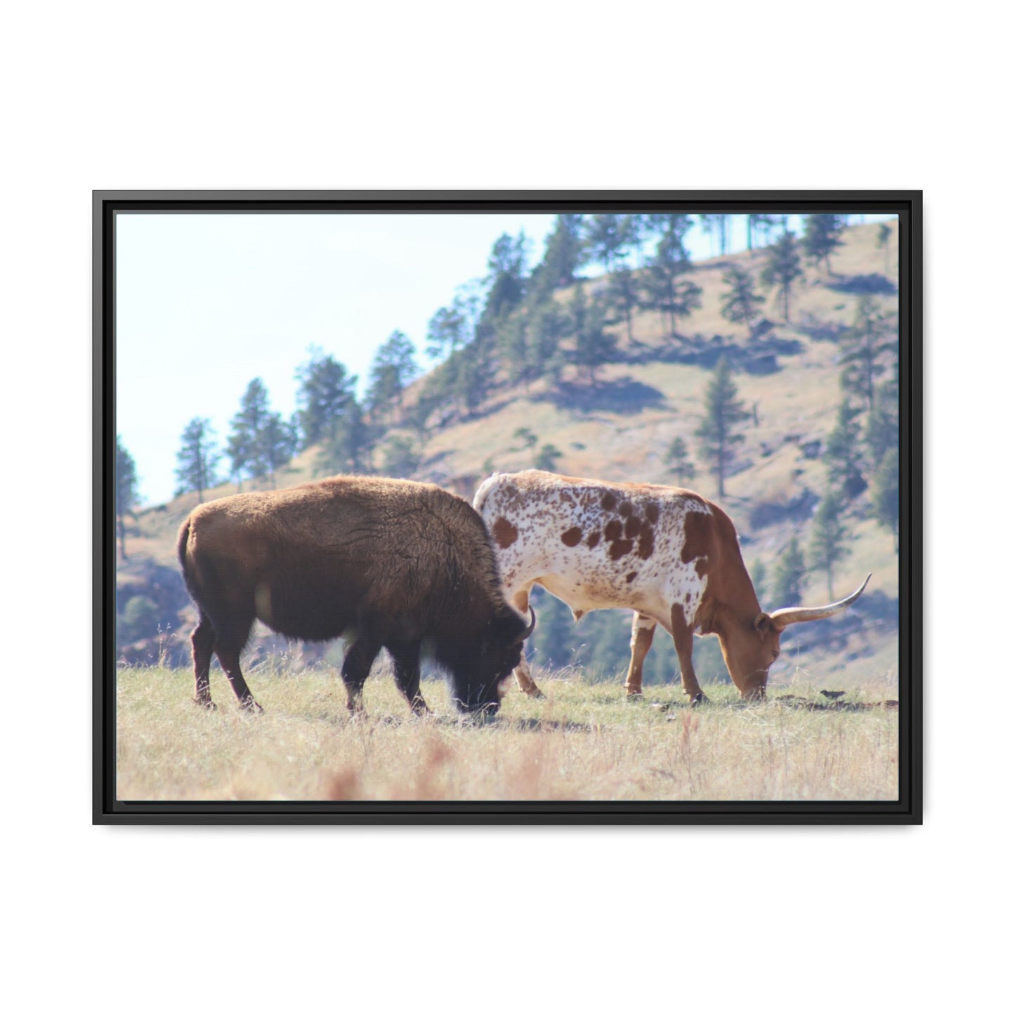 Long Horn and Buffalo Framed Canvas