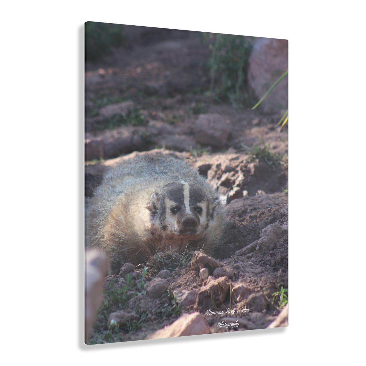 Badger Acrylic Prints