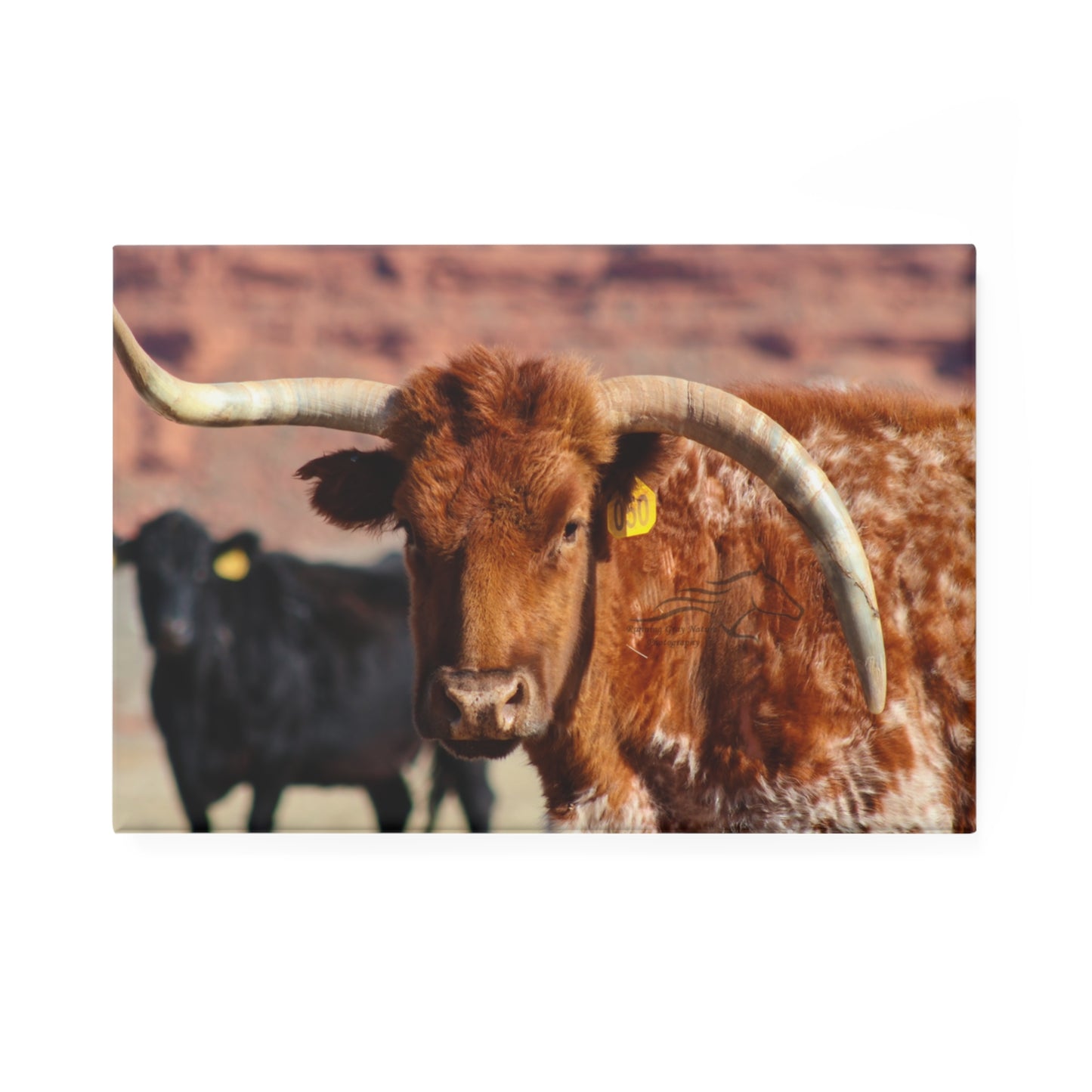 Mismatch Longhorn Magnet
