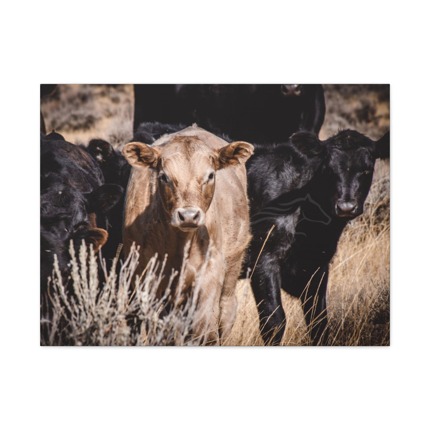 Baby Blonde Calf
