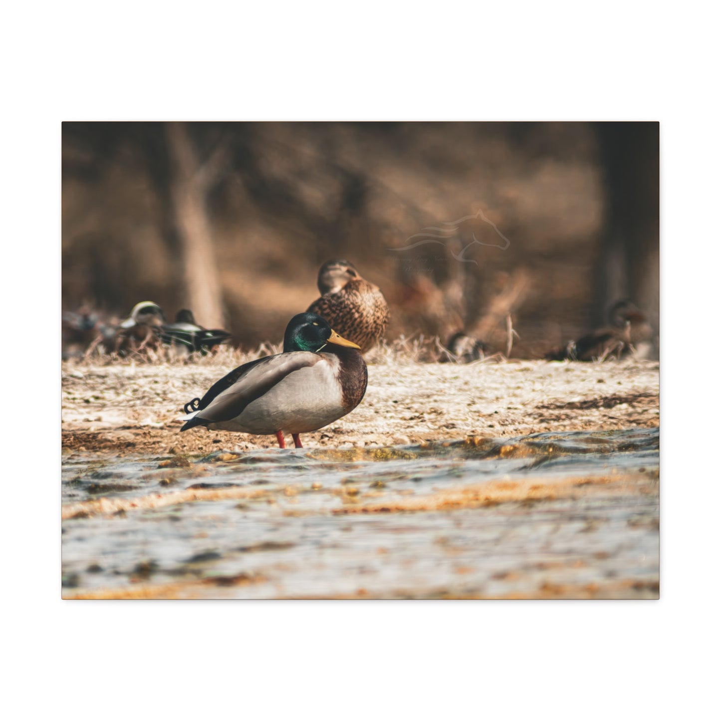 Nature-Inspired Duck Canvas