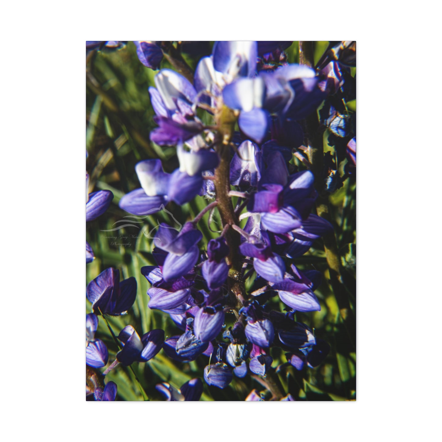 Arctic Lupine Canvas