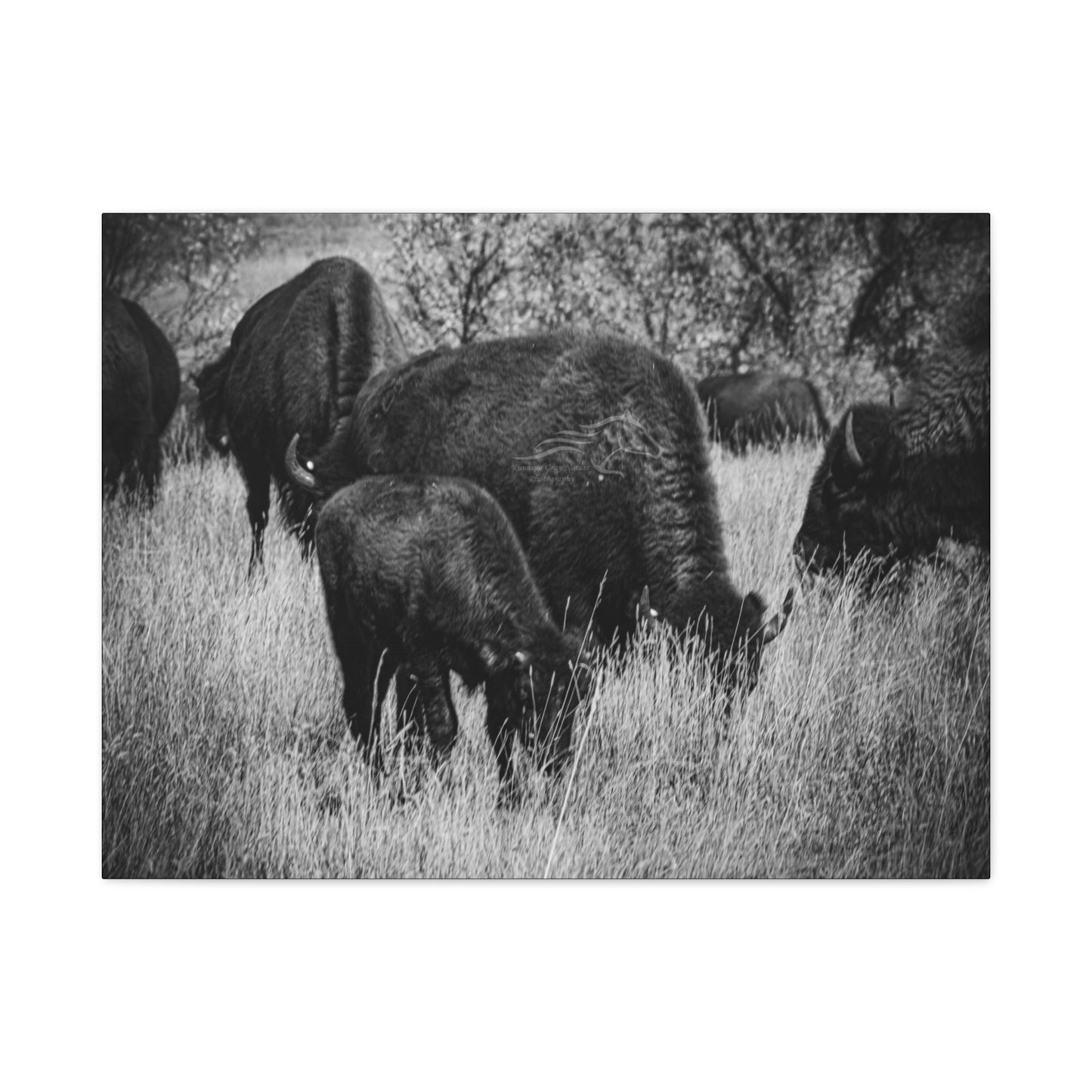 Black and White Buffalo Canvas